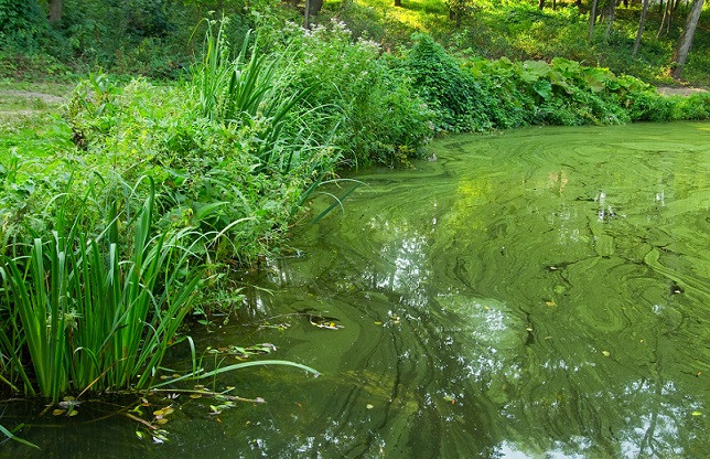 blauwalg